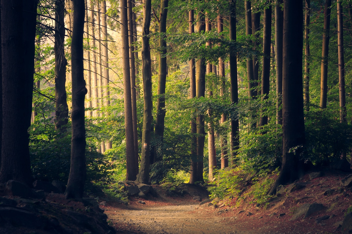 Reservoir Path, Windy Hour — photograph